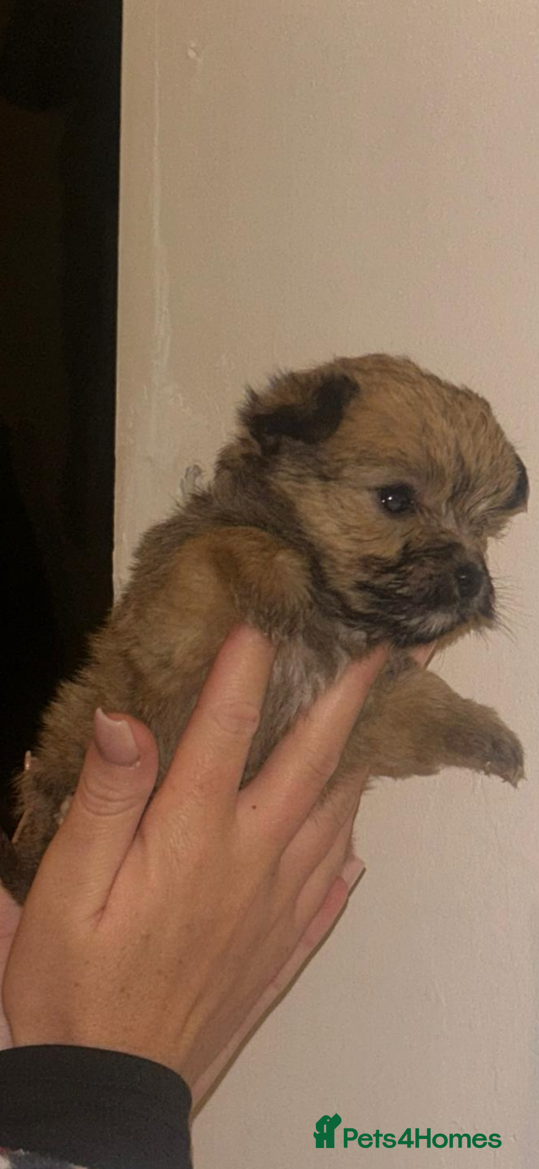 Yorkshire Terrier dogs for sale: Golden Yorkshire Terrier girl - Image 3