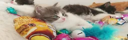 Ragdoll cats for sale: Beautiful cross Ragdoll/Persian 😻😻😻😻 - Advert 13