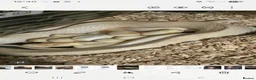 Corn Snake reptiles for sale: Female albino cornsnake approx 6 years old proven  - Advert 7