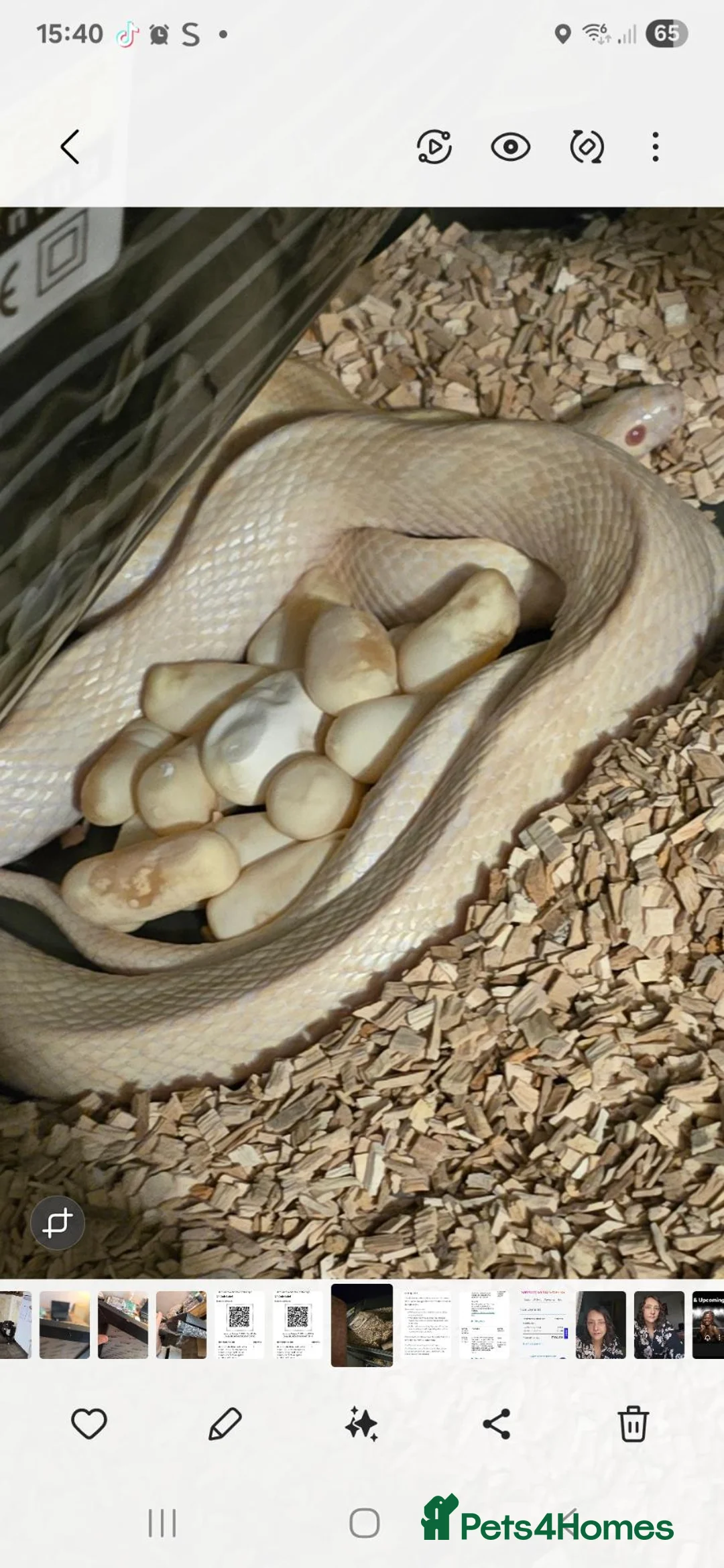 Corn Snake reptiles for sale: Female albino cornsnake approx 6 years old proven  - Advert 7