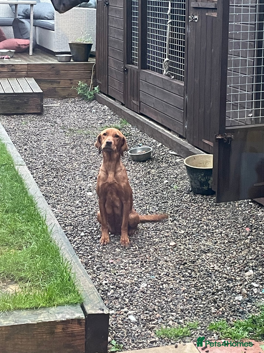 Labrador Retriever dogs for sale: Gorgeous Fox red / black Labrador puppies  - Image 6
