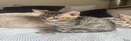 Bengal cats for sale: 🐯💕💙 beautiful rosette bengal kittens 💕💙🐯 - Advert 6