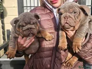 English Bulldog dogs English bulldog pups for sale - Advert 1