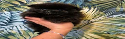 Pomeranian dogs for sale: Beautiful Pomeranian Puppies  - Advert 8