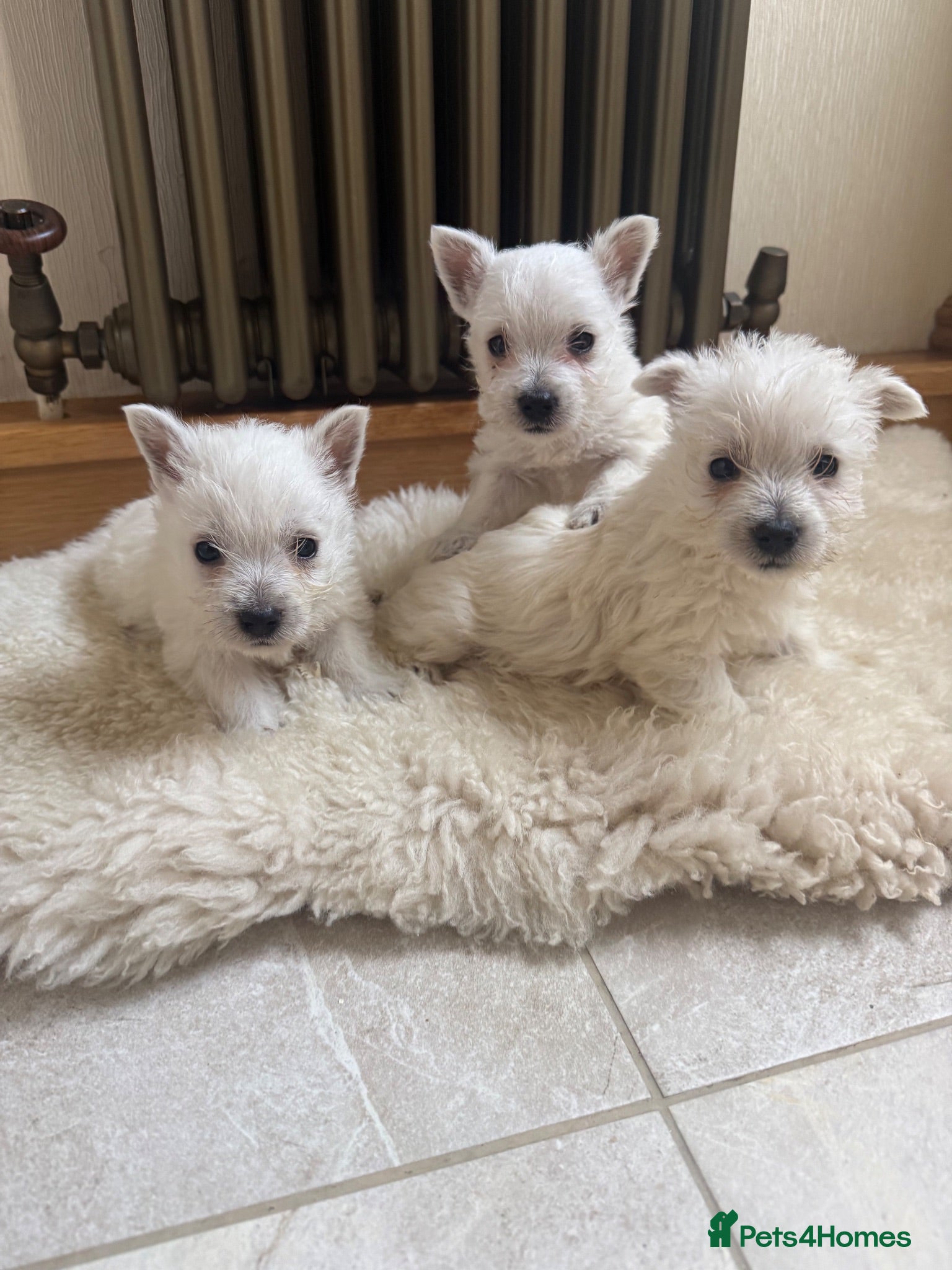 West Highland Terrier dogs Westies - Advert 2