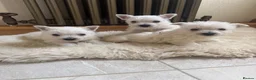 West Highland Terrier dogs for sale: Westies - Advert 1