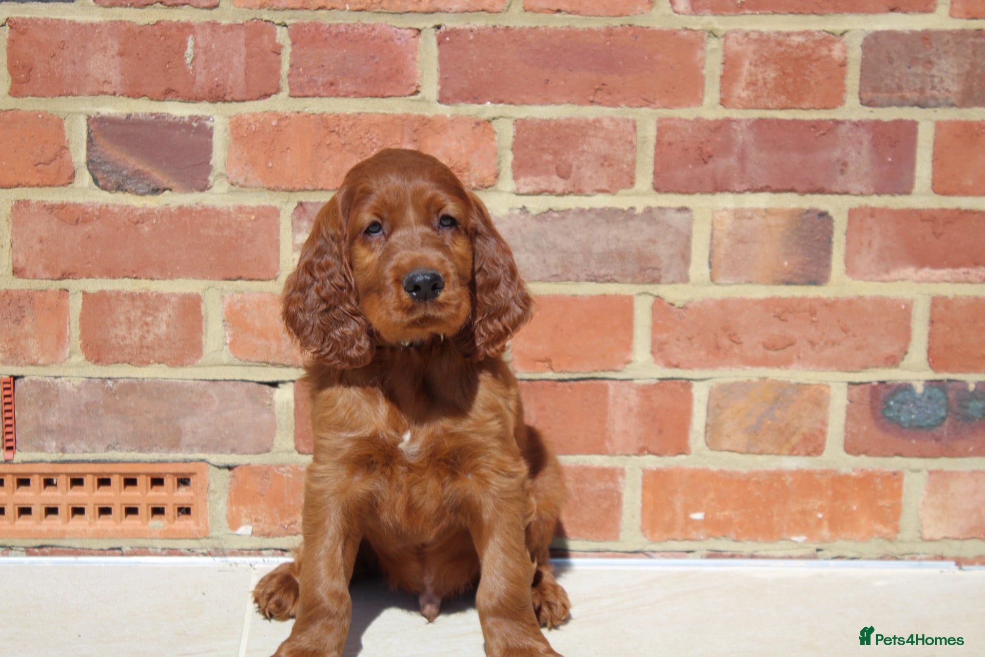 Irish Setter dogs Stunning little of Irish setters now available  - Advert 1