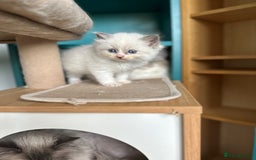 Ragdoll cats for sale: GCCF Registered Ragdoll Kittens Available! 🐾 in Taunton - Image 9