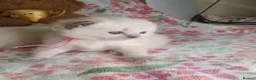 Ragdoll cats for sale: 💖 Two Gorgeous Ragdoll girls for sale 💖 - Advert 8