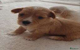 Maltipoo dogs for sale: 6 Pedigree Club registered Maltipoo puppies - Image 5