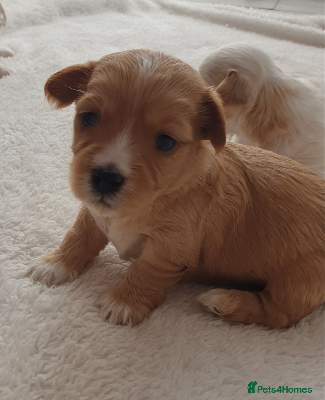 Maltipoo dogs for sale: 6 Pedigree Club registered Maltipoo puppies - Image 5