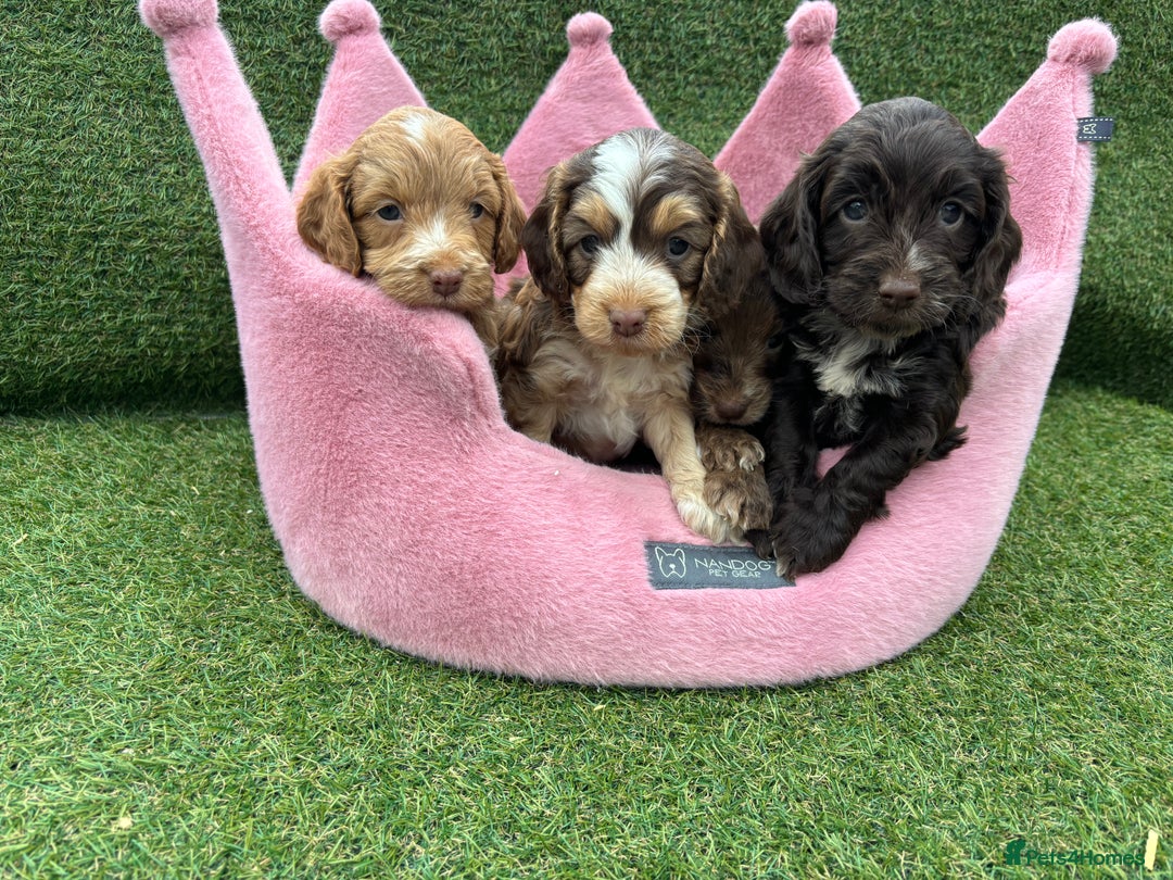 Cockapoo dogs for sale: ⭐️ Stunning Rare Coloured F1 Miniature Cockpoos ⭐️ - Image 22