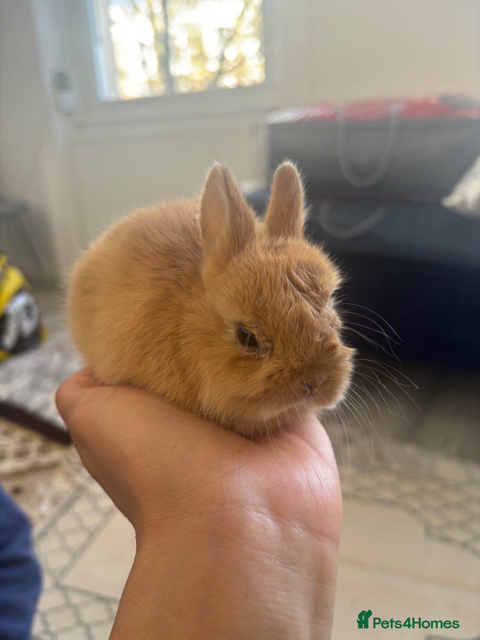 Netherland Dwarf rabbits for sale: Netherland dwarf  in Harrow - Advert 6