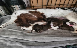 Cocker Spaniel dogs for sale: 7 pups for sale - Image 3