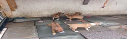 Mixed Breed dogs for sale: Border collie x puppies - Advert 14