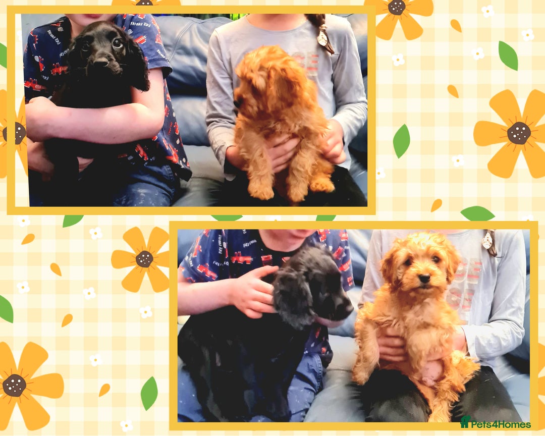 Cockapoo dogs for sale: READY TO LEAVE 4TH OF DECEMBER - Advert 4