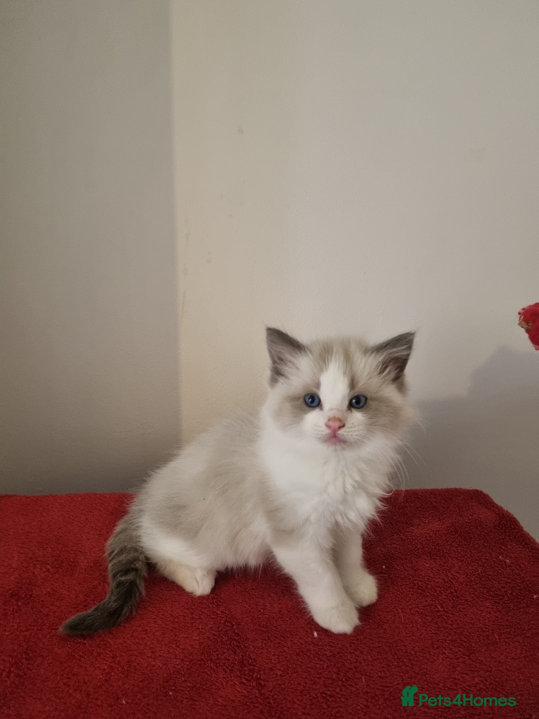 Ragdoll cats for sale: Ragdoll kittens  - Image 2