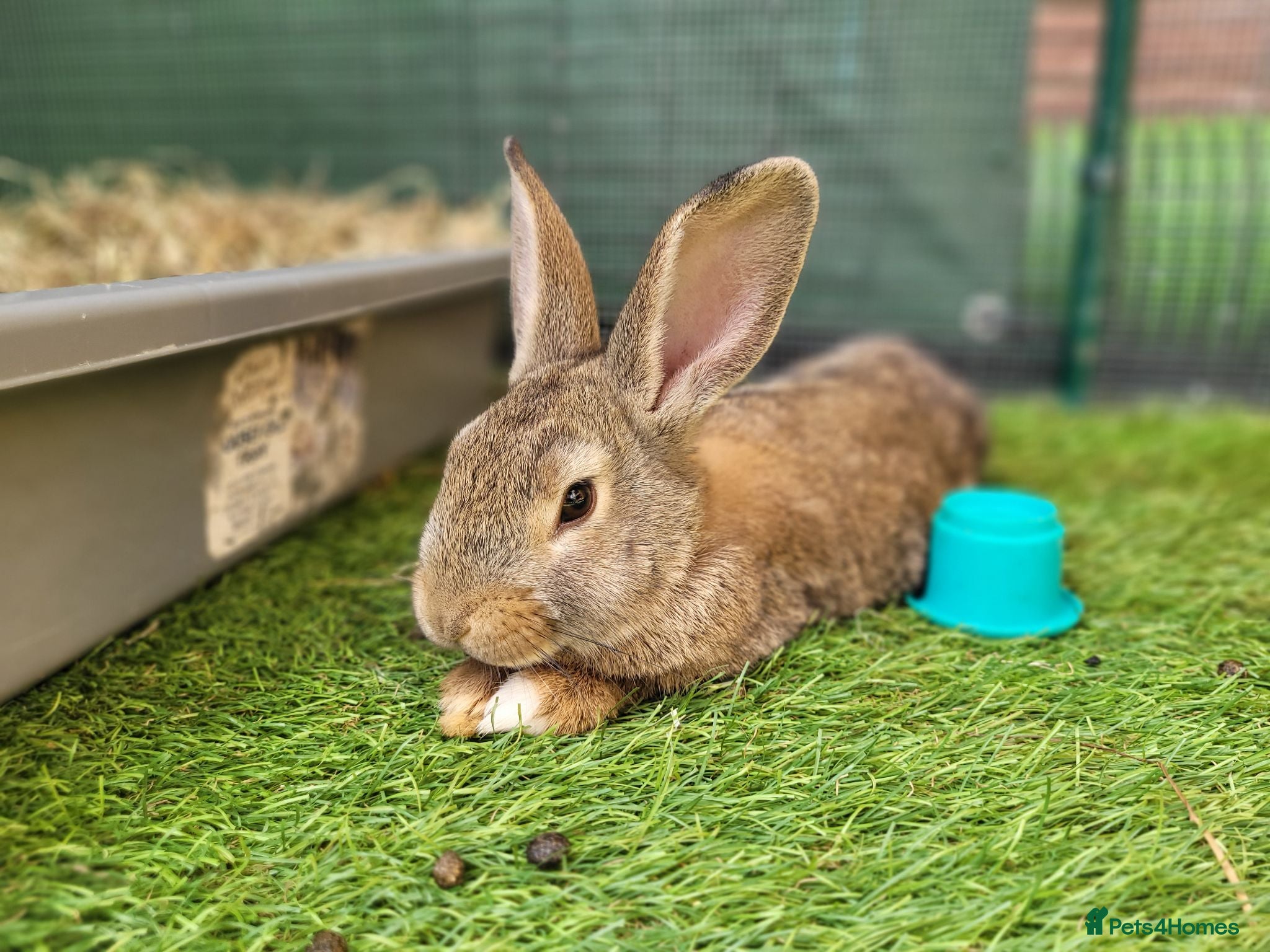 Mini Lop rabbits Adorable Mini Lop Mix Rabbits - READY NOW - Advert 8