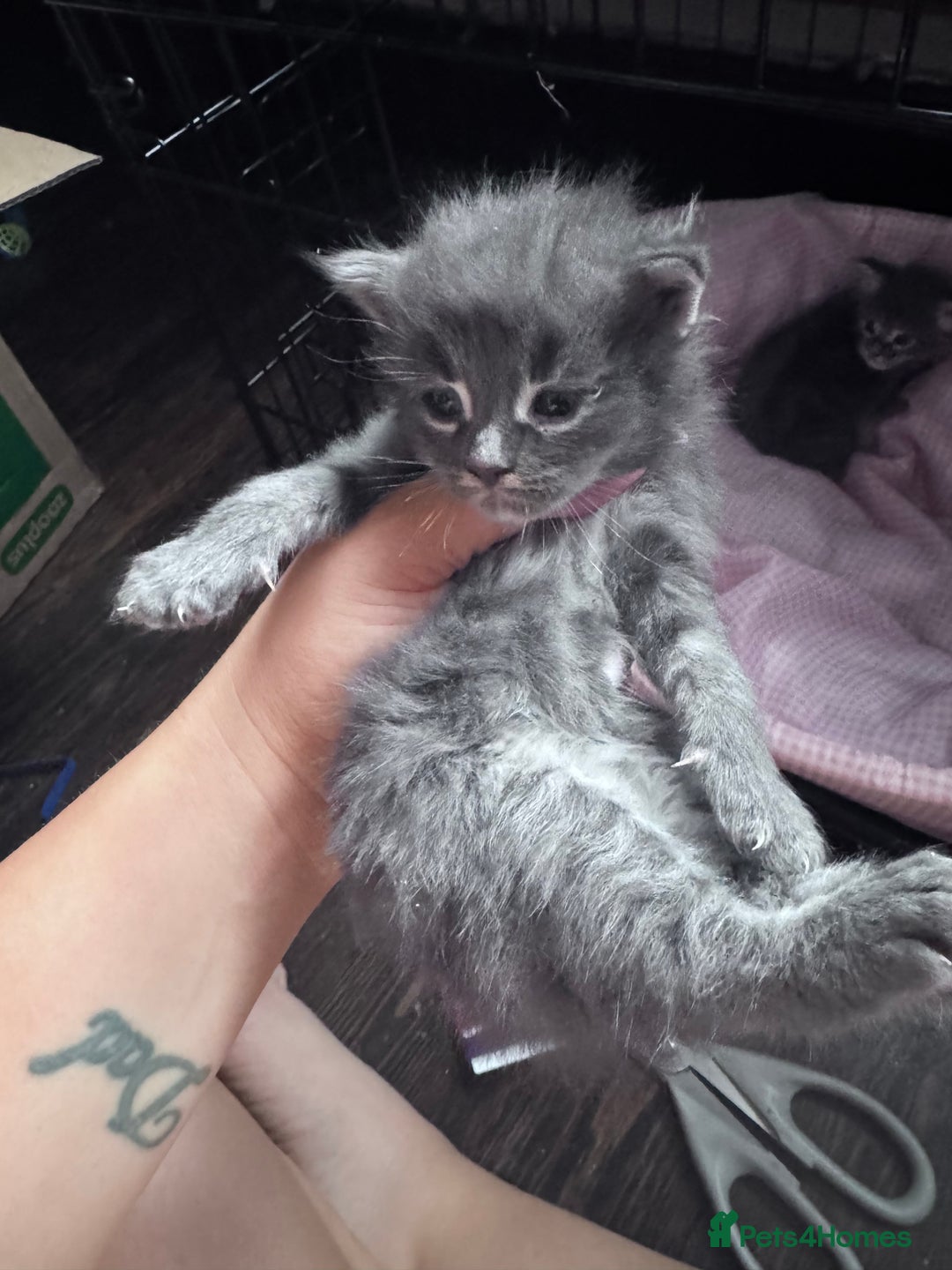 Maine Coon cats for sale: READY NOW Maine coon kittens  - Image 10