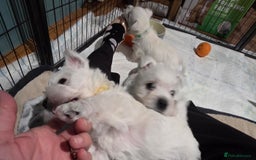 West Highland Terrier dogs for sale: Gorgeous pedigree westies, excellent bloodlines - Image 17