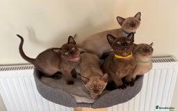 Burmese cats for sale: Stunning Beautiful Burnese  - Advert 13