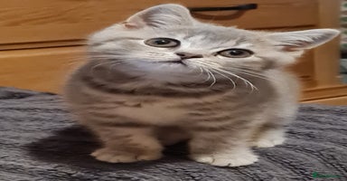 British Shorthair cats - Advert 5