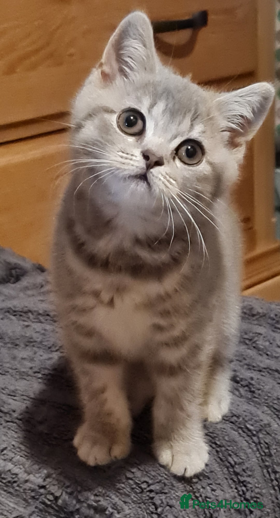 British Shorthair cats for sale: Stunning  GCCF Bred British Shorthair kittens - Image 1
