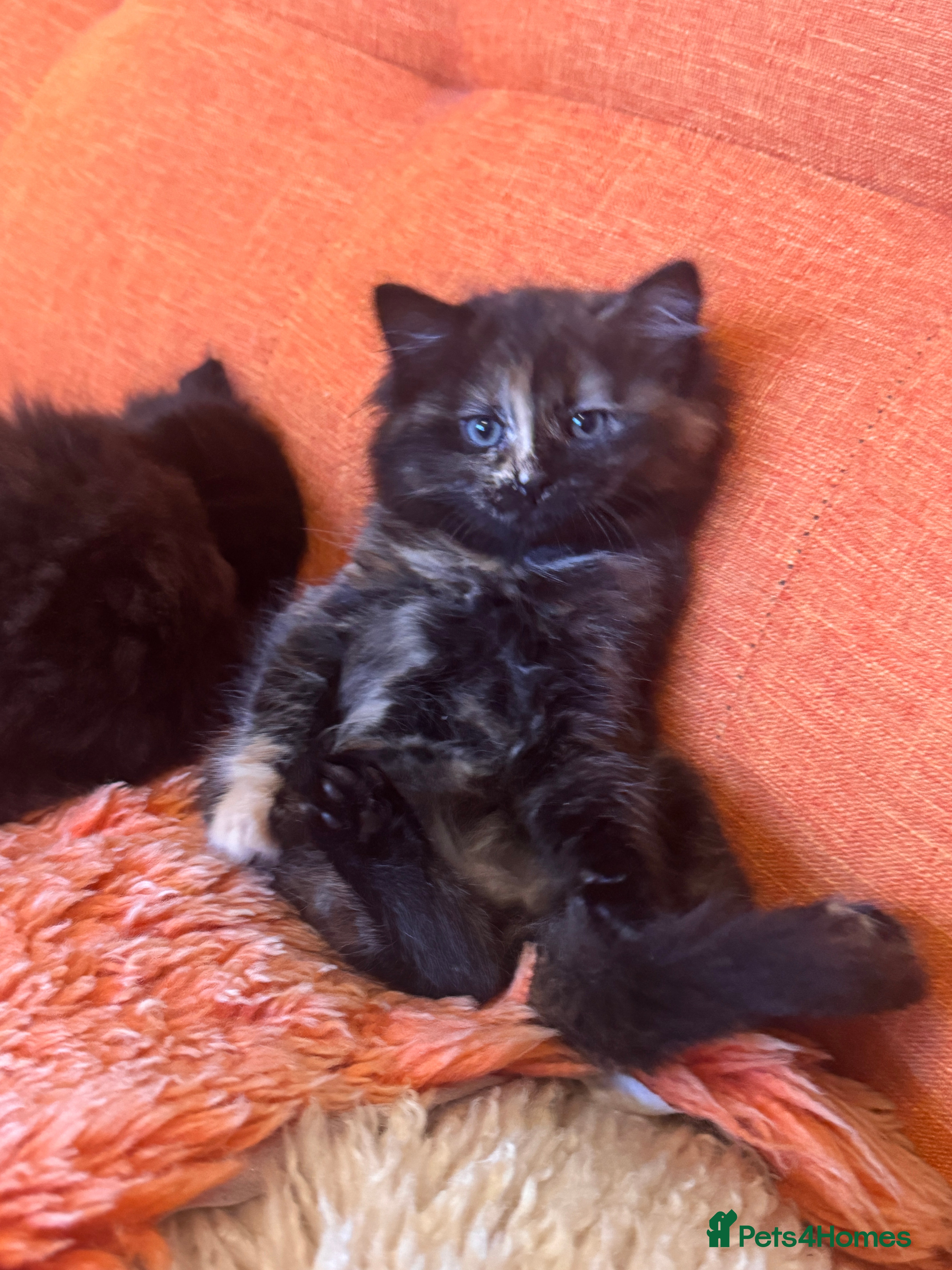 Ragdoll cats Adorable Female Ragdoll Tortoiseshell kitten - Advert 1