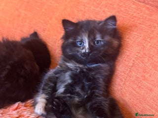 Ragdoll cats Adorable Female Ragdoll Tortoiseshell kitten - Advert 1