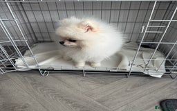 Pomeranian dogs for sale: Male 9 Month Old Miniature Pomeranian  - Image 8