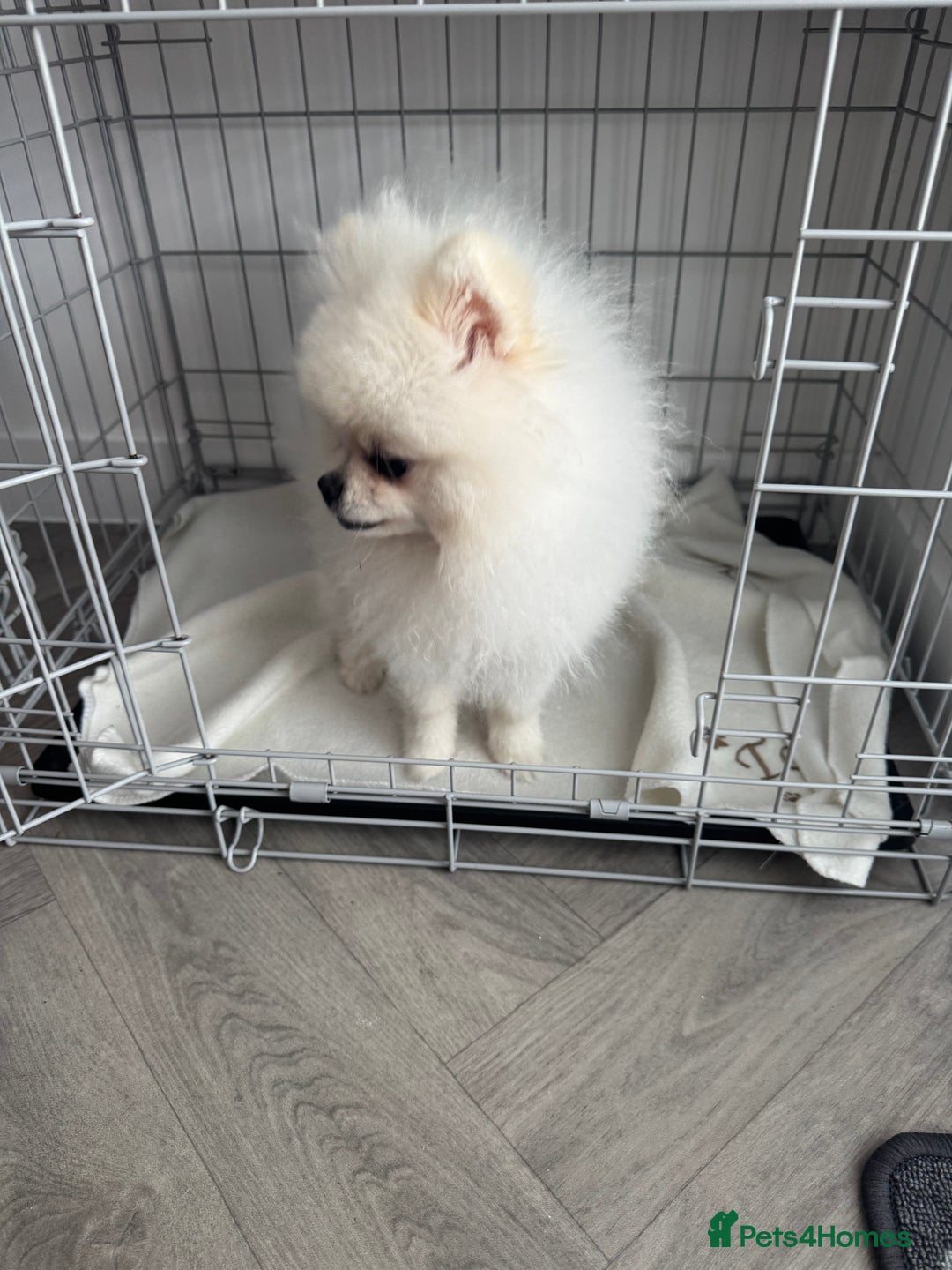 Pomeranian dogs for sale: Male 9 Month Old Miniature Pomeranian  - Image 8