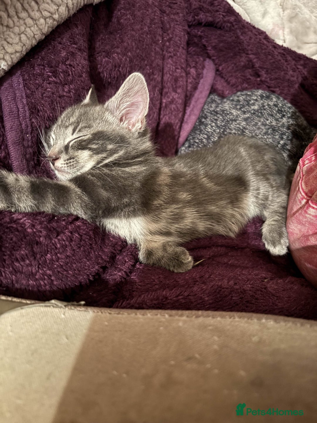 Mixed Breed cats for sale: Adorable Grey kitten  - Advert 2