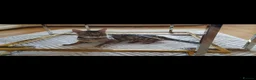 Savannah cats for sale: Beautiful Active male Savannah - Advert 7
