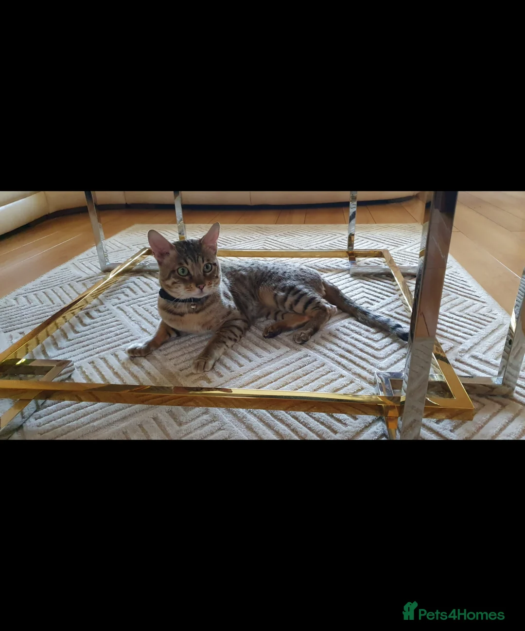 Savannah cats for sale: Beautiful Active male Savannah - Advert 7