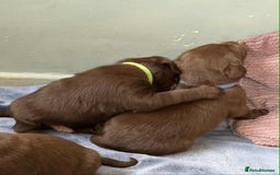 Labrador Retriever dogs for sale: KC SILVER/CHOCOLATE PEDIGREE LABRADOR PUPIES - Image 7