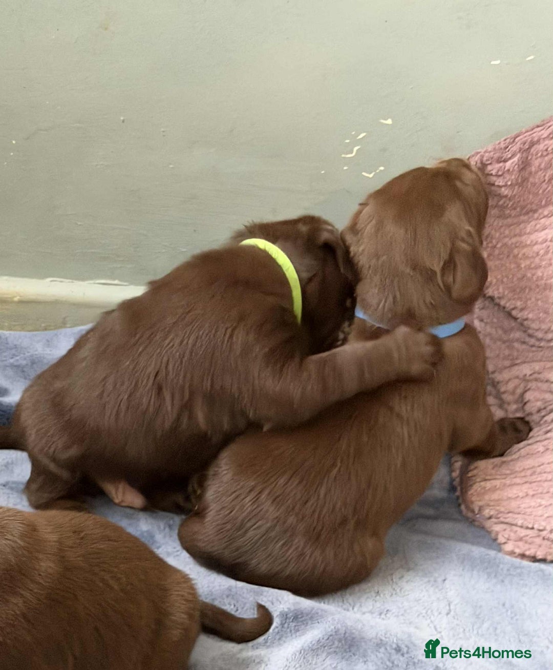 Labrador Retriever dogs for sale: KC SILVER/CHOCOLATE PEDIGREE LABRADOR PUPIES - Image 7