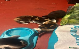 Mixed Breed cats for sale: 3 beautiful kittens - Image 4