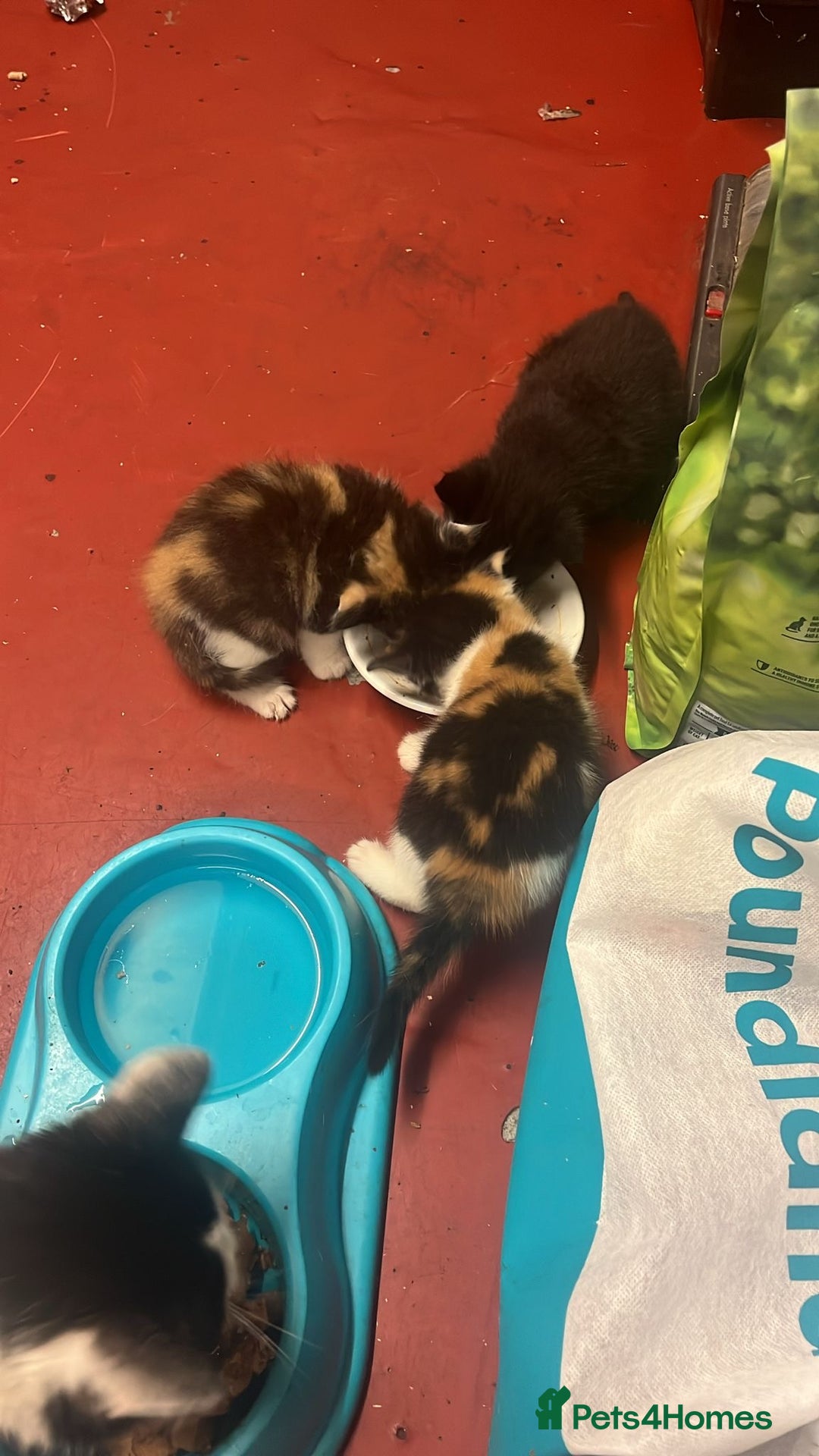 Mixed Breed cats for sale: 3 beautiful kittens - Image 4