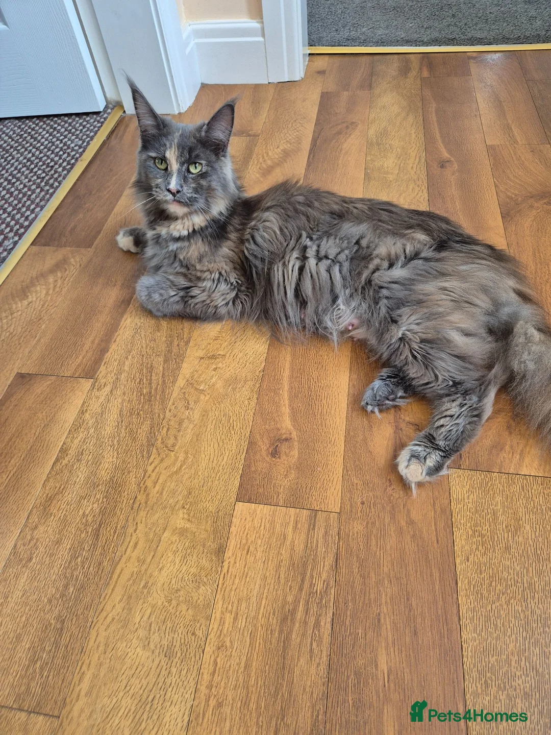 Maine Coon cats for sale: Maine coon kittens  - Advert 10