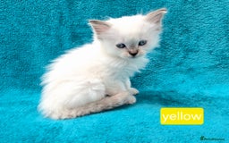 Ragdoll cats for sale: PEDIGREE GCCF REG CHAMPION LINE RAGDOLL KITTENS - Image 11