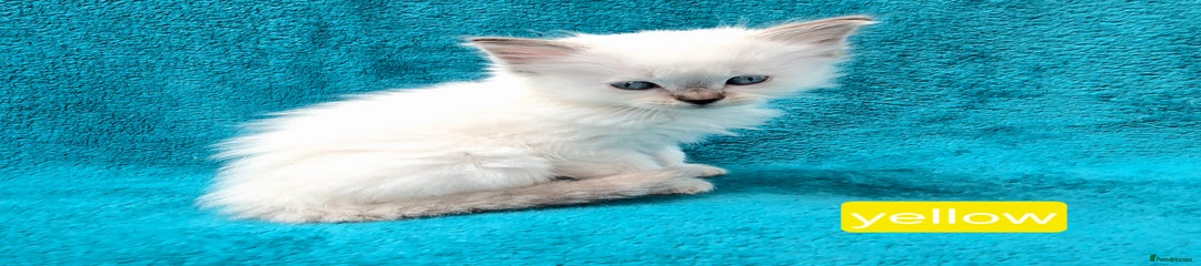 Ragdoll Kitten Yellow