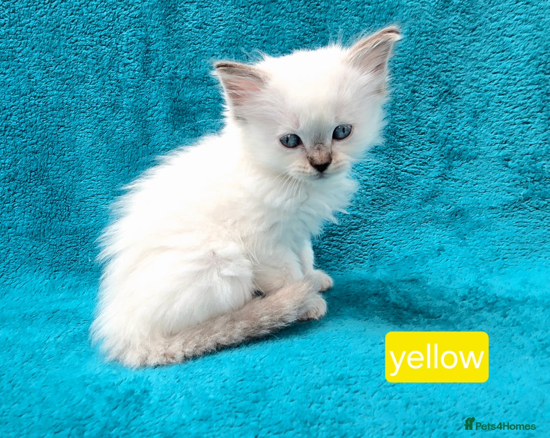 Ragdoll cats for sale: PEDIGREE GCCF REG CHAMPION LINE RAGDOLL KITTENS - Image 11