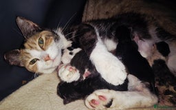 Mixed Breed cats for sale: 1 little girl kitten left - Image 2
