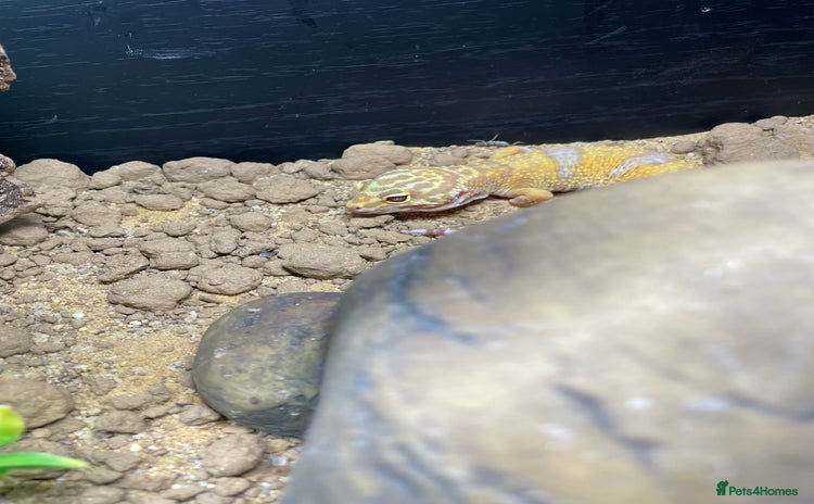 Leopard Gecko reptiles - Advert 15
