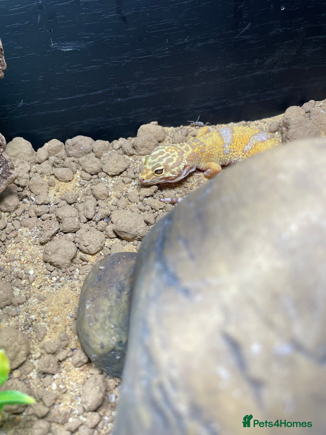 Leopard Gecko reptiles for sale: Gorgeous Leopard Gecko with complete setup  - Image 1