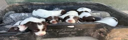 English Springer Spaniel dogs for sale: English Springer Spaniel Puppies - Advert 7