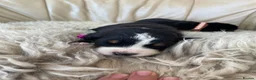 Bernese Mountain Dog dogs for sale: Stunning boys and girls - Advert 14