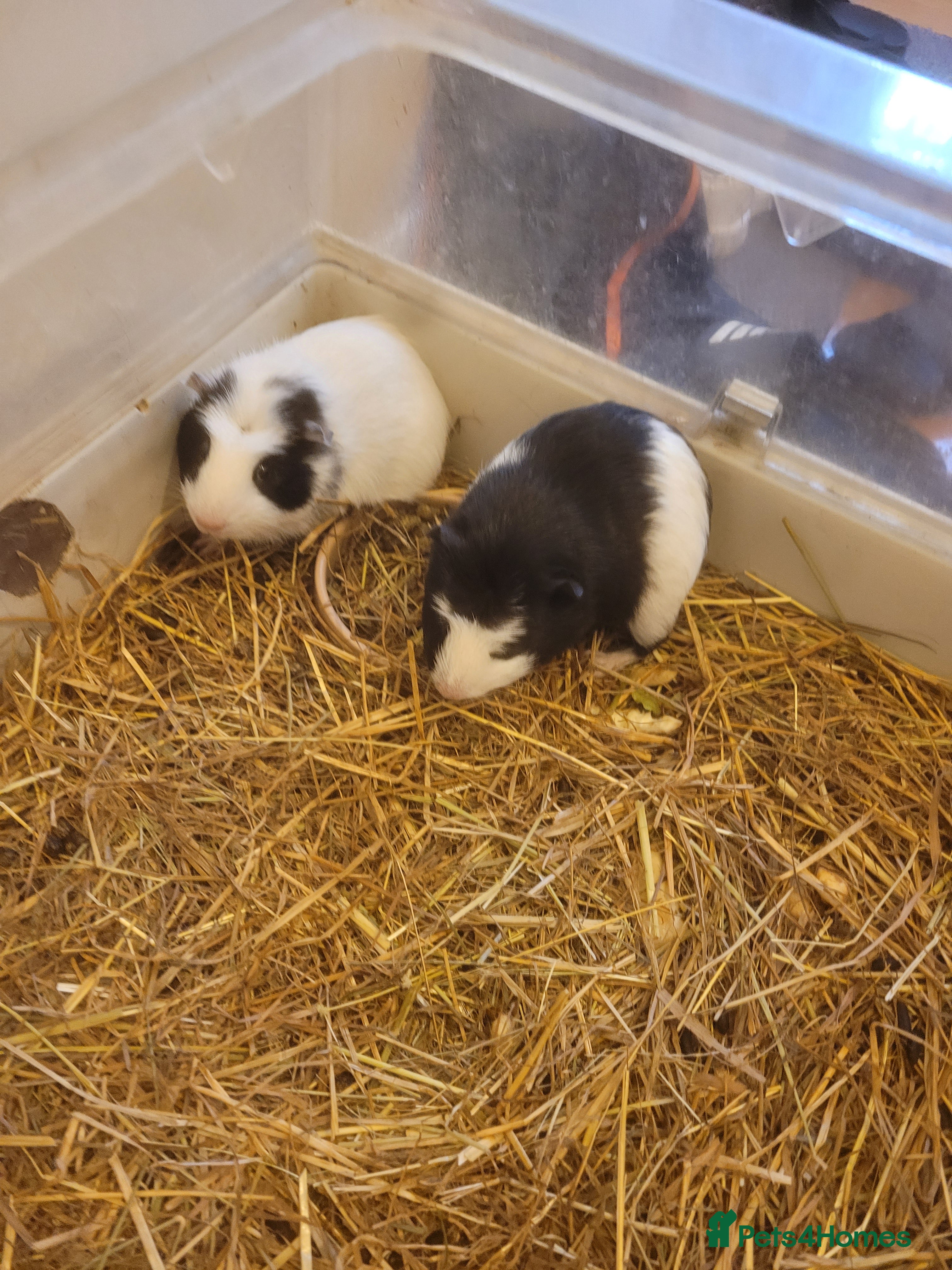 Mixed Breed livestock American guinea pigs for sale - Advert 17