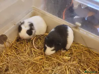 Mixed Breed livestock American guinea pigs for sale - Advert 17
