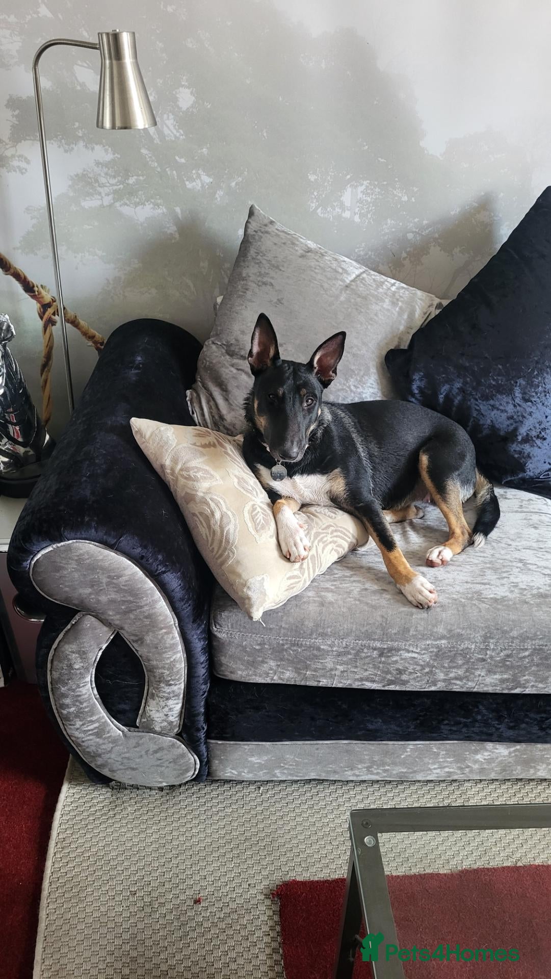 Mixed Breed dogs Breathtakingly Beautiful EBT Mix Puppy For Sale. - Advert 8
